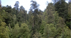 Dense Forest surrounding the Hellyer Mine site