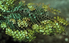 Nothofagus cunninghamii. Myrtle Beech