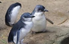 Fairy penguins from which the town gets it's name